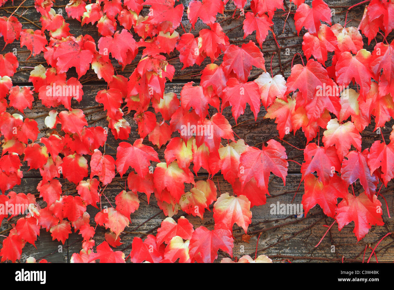 Japanese Ivy in Autumn Stock Photo