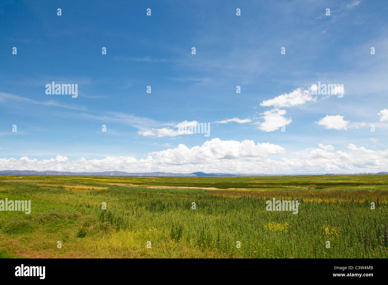 Field and mountain range, Andes, Peru Stock Photo
