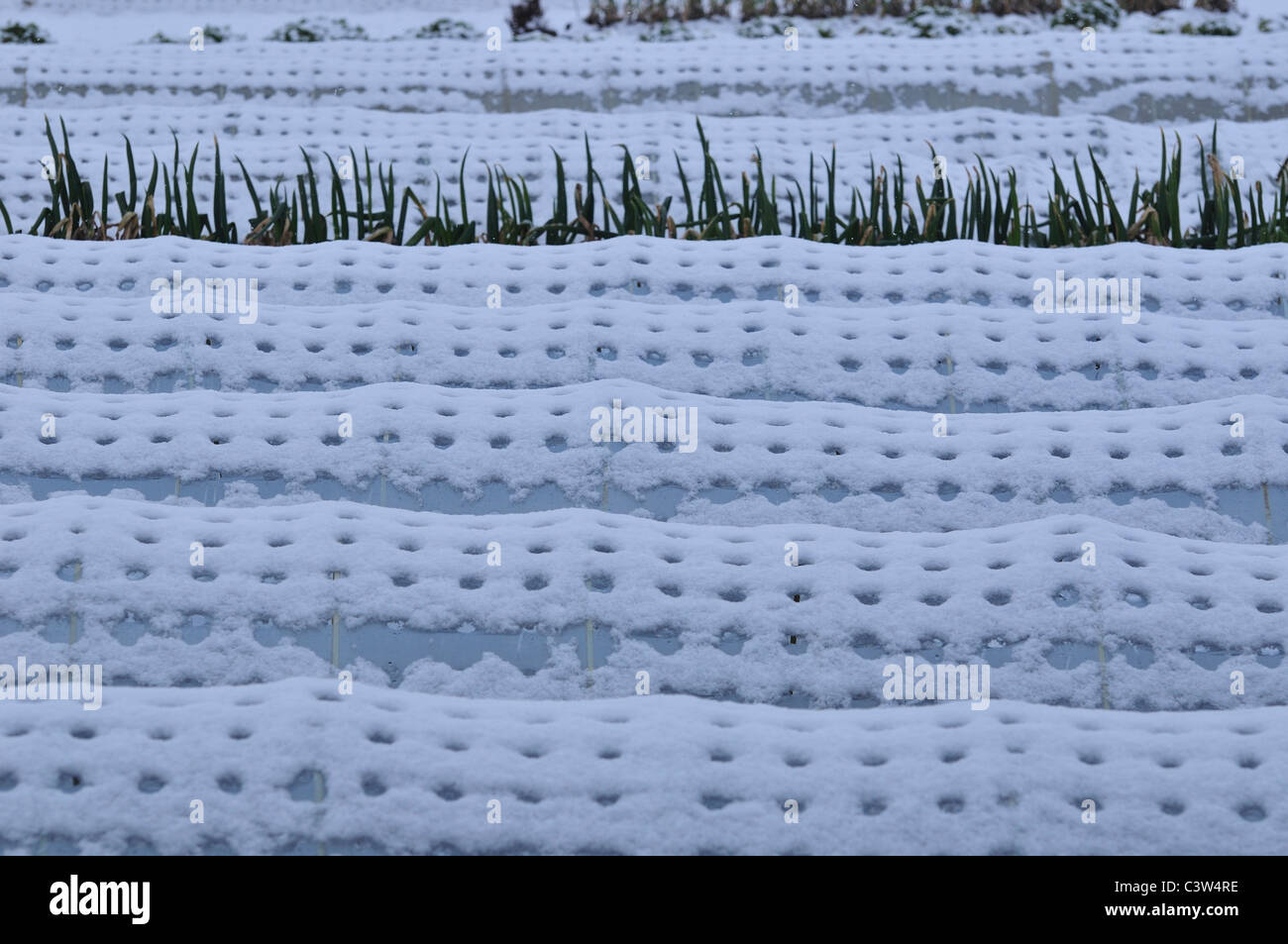 Greenhouse covered in snow, Funabashi City, Chiba Prefecture, Honshu