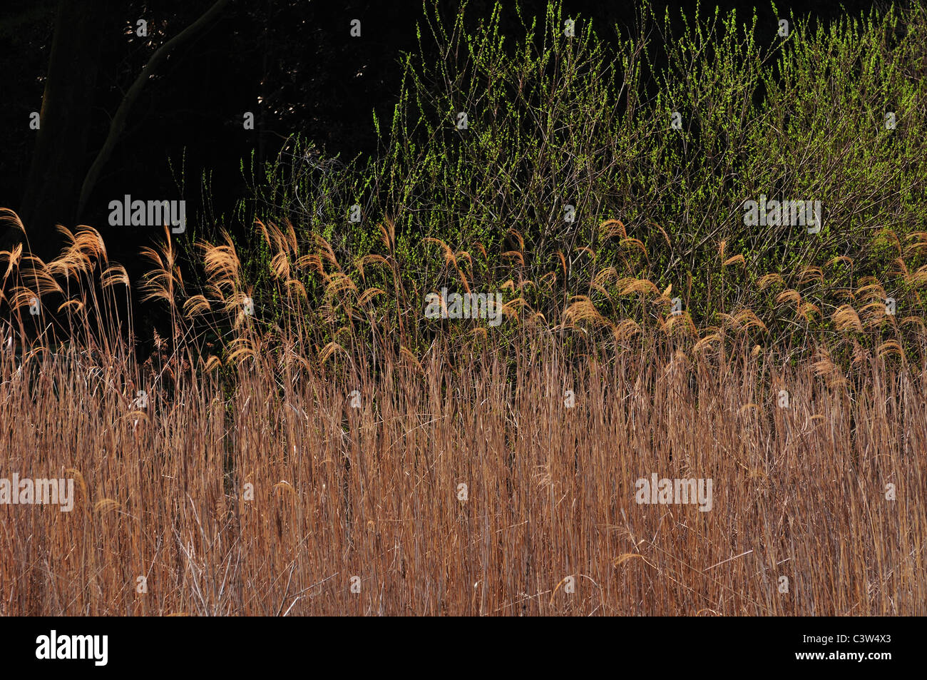 Four tall plants hi-res stock photography and images - Alamy