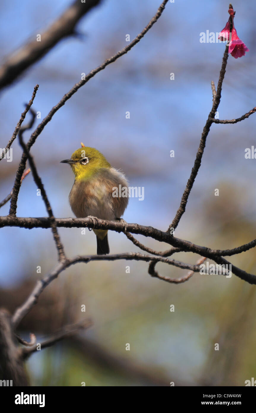 Japanese white eye hires stock photography and images Alamy