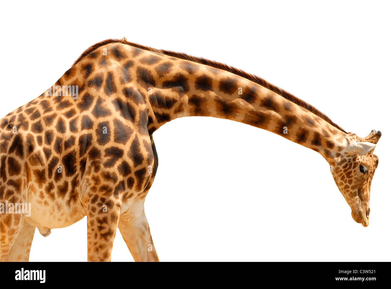 Giraffe (Giraffa camelopardalis) saw of profile head to the ground isolated on white background Stock Photo