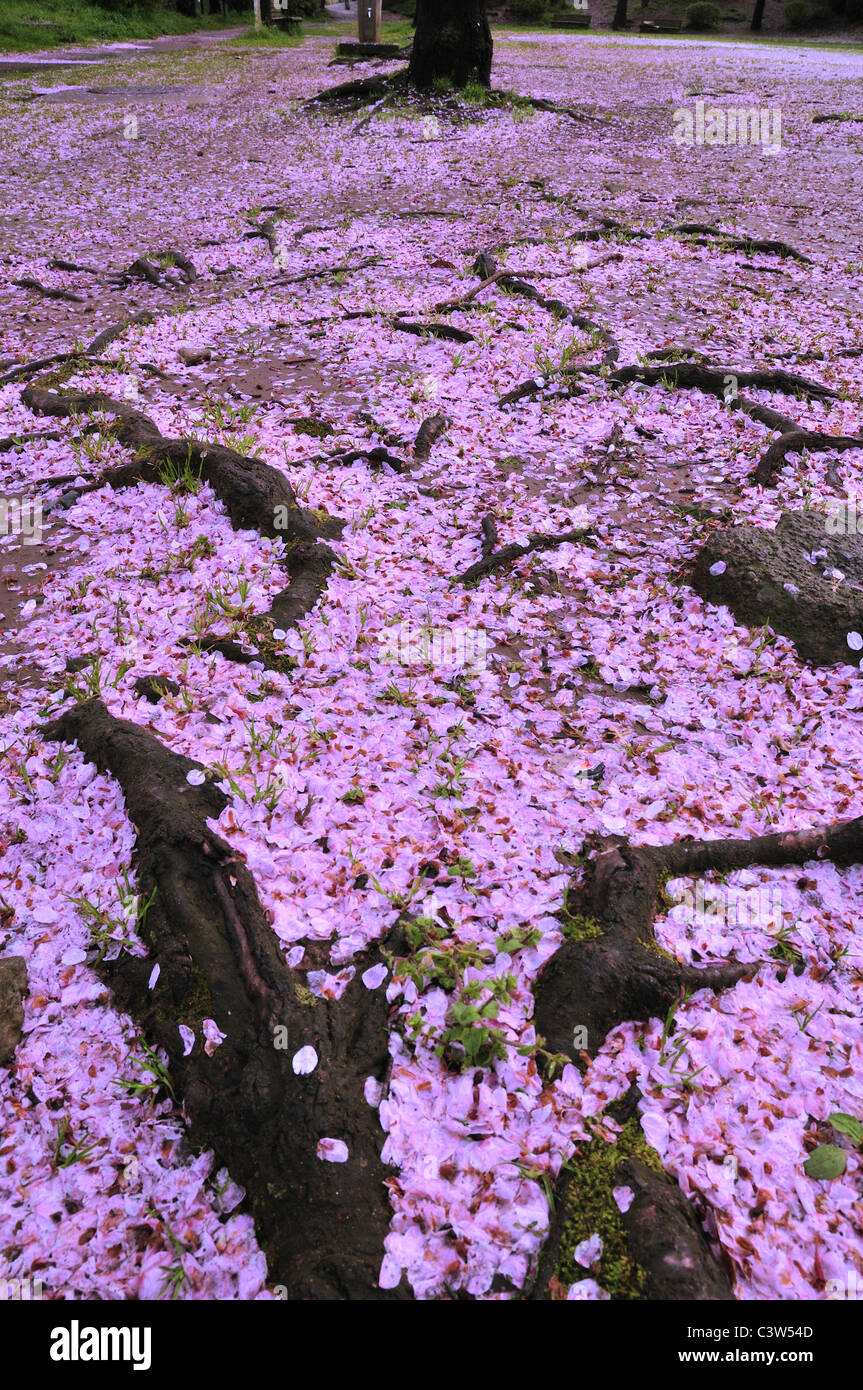Cherry blossom petals hires stock photography and images Alamy