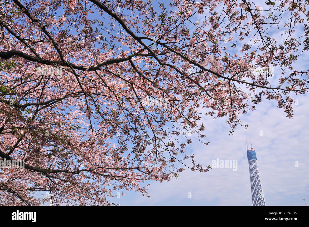Tokyo Sky Tree and Cherry Blossom Tree Stock Photo