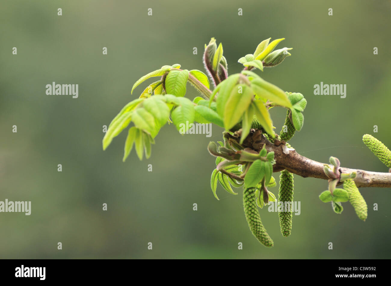 Japanese Walnut Tree Stock Photo