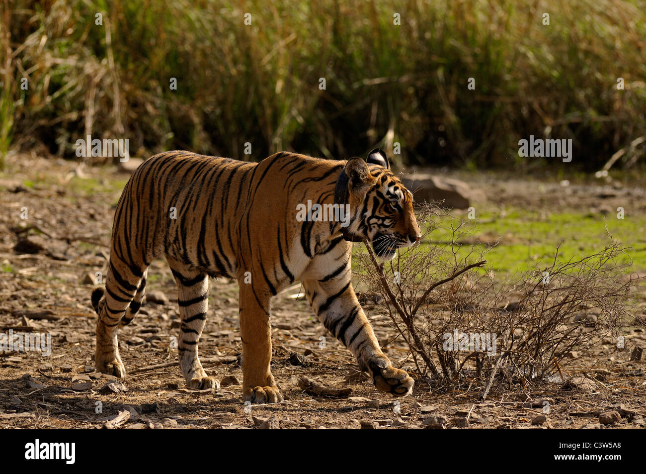 Tiger in grass in Ranthambhore Stock Photo