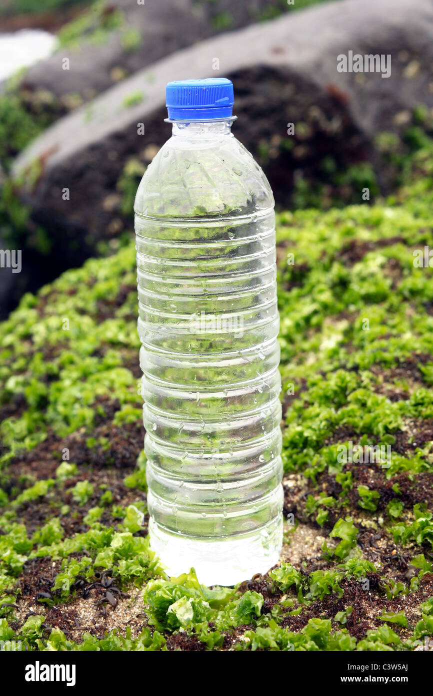 Algae and bottled water Stock Photo Alamy