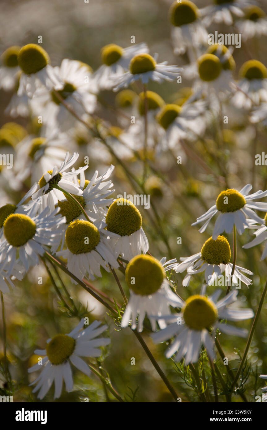 A field of late-season daisies showing enlarged seed heads and drooping ...
