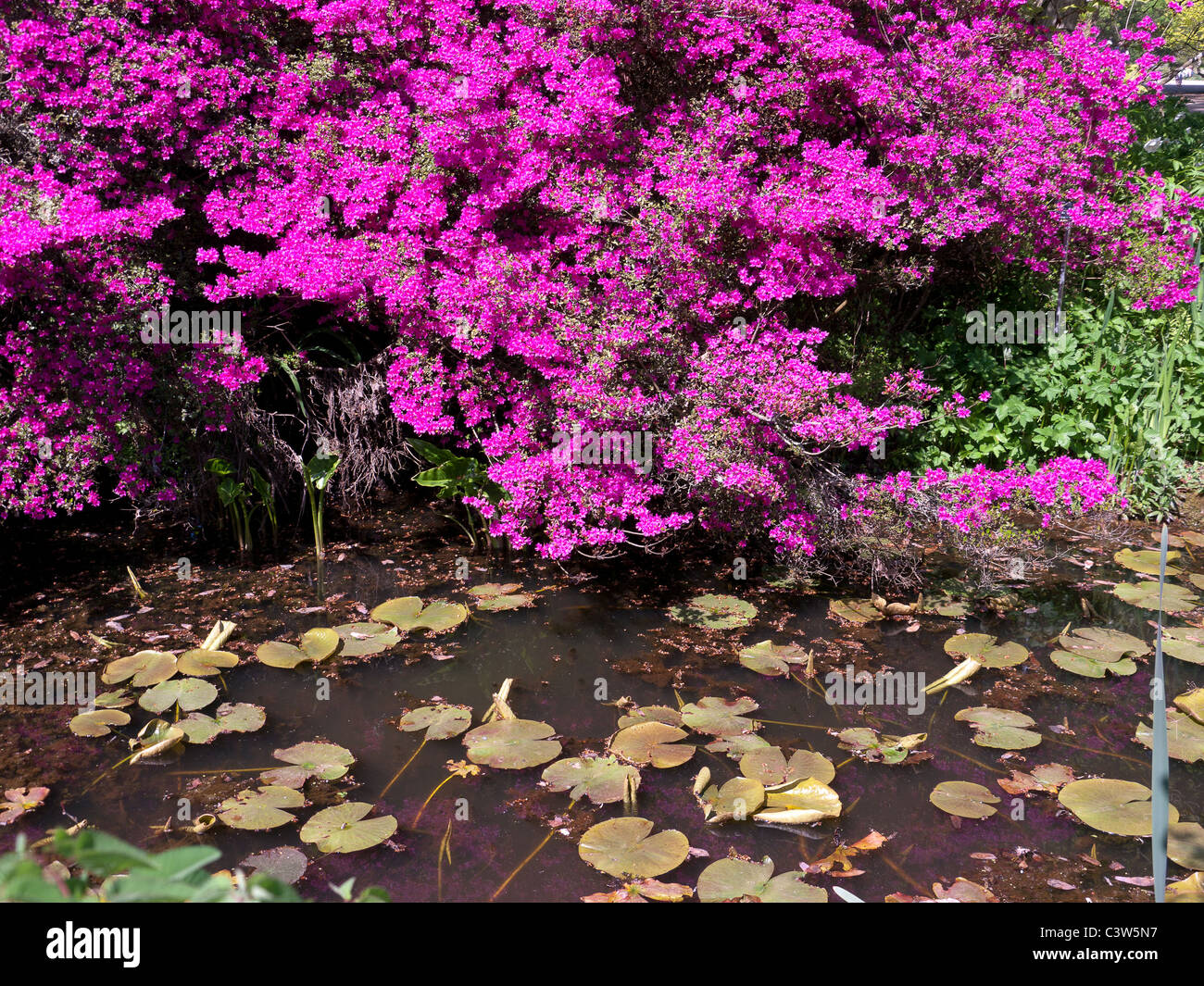 Azaleas, Rhododendrons  and water lilies in the Royal Horticultural Society  Botanical Gardens, Wisley, United Kingdom Stock Photo