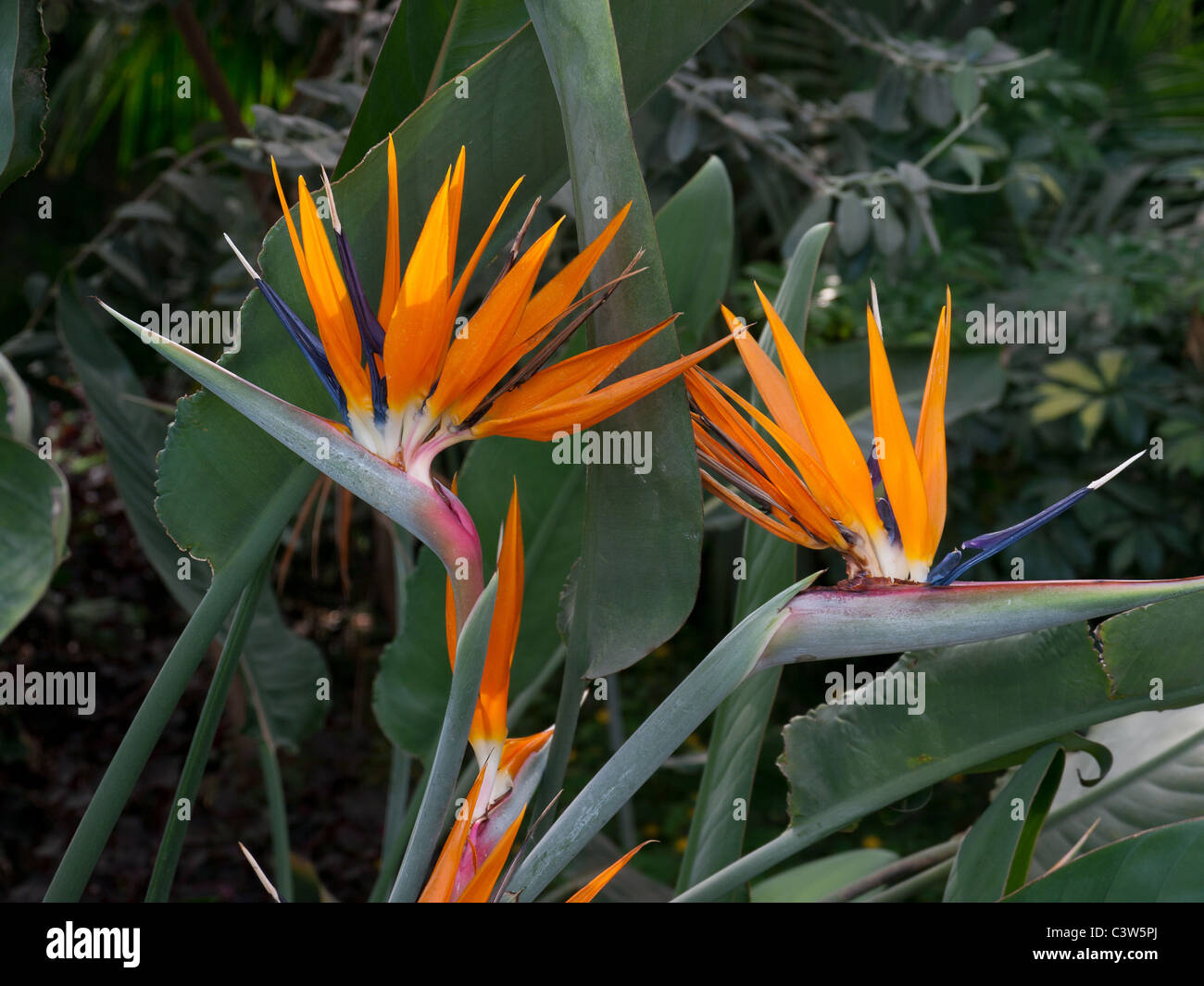 Two Birds of Paradise tropical plant in the tropical  glasshouse in the Royal Horticultural Society Gardens, Wisley, UK Stock Photo