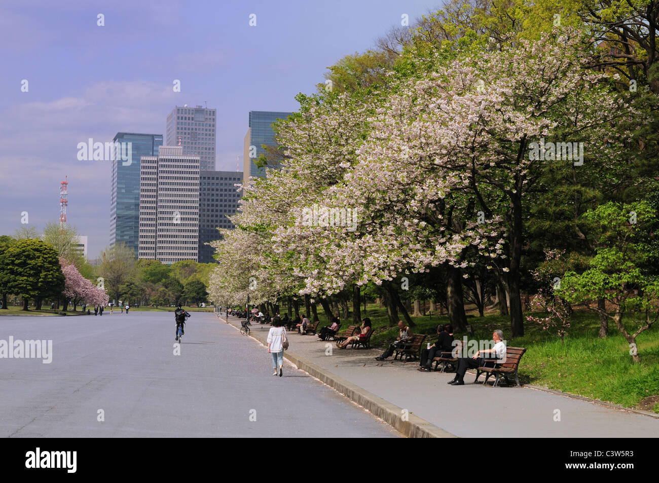 Cherry Blossom Trees at Imperial Palace Plaza Stock Photo Alamy