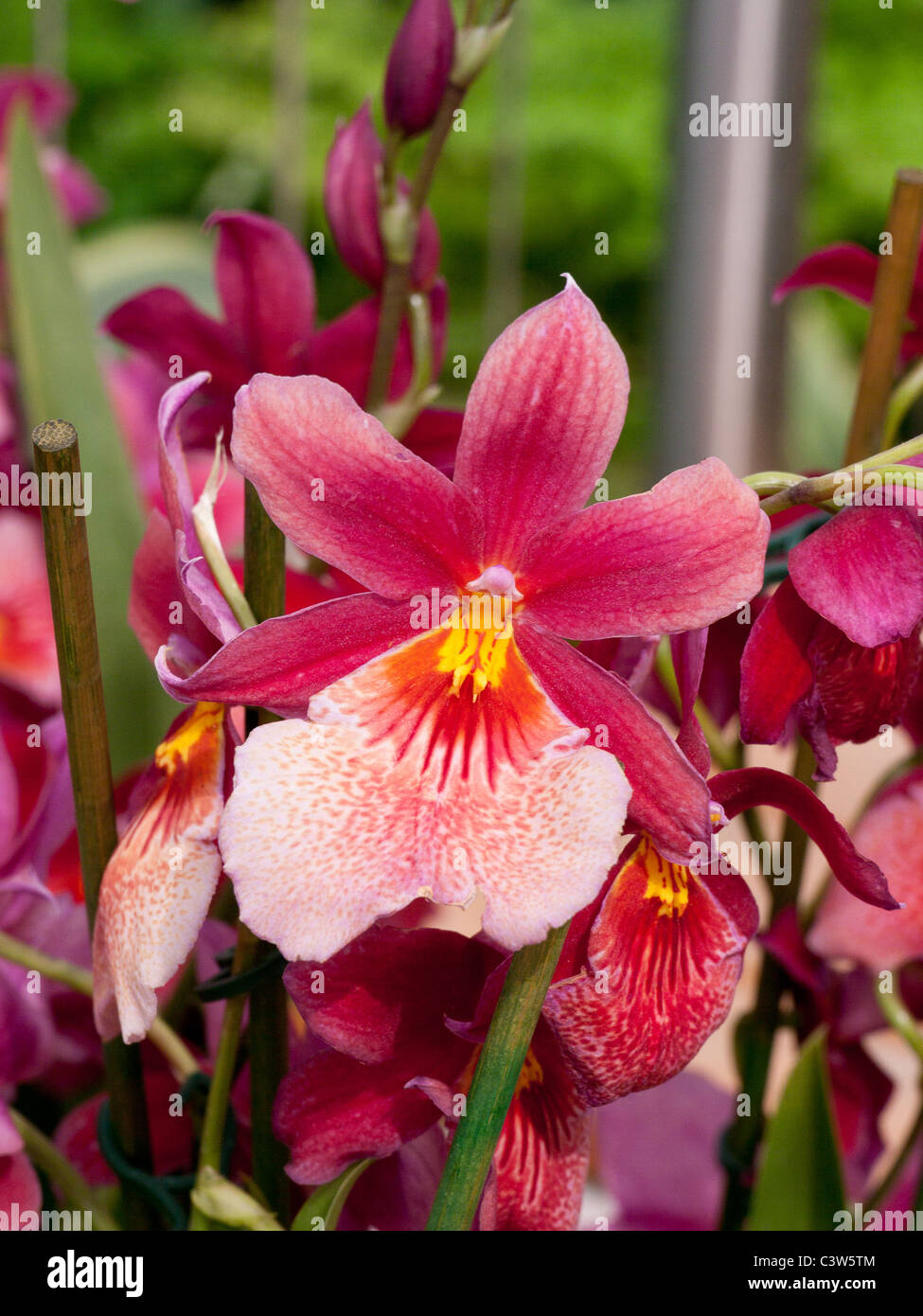 Close up of an Orchid in the tropical  glasshouse in the Royal Horticultural Society Gardens, Wisley, UK Stock Photo