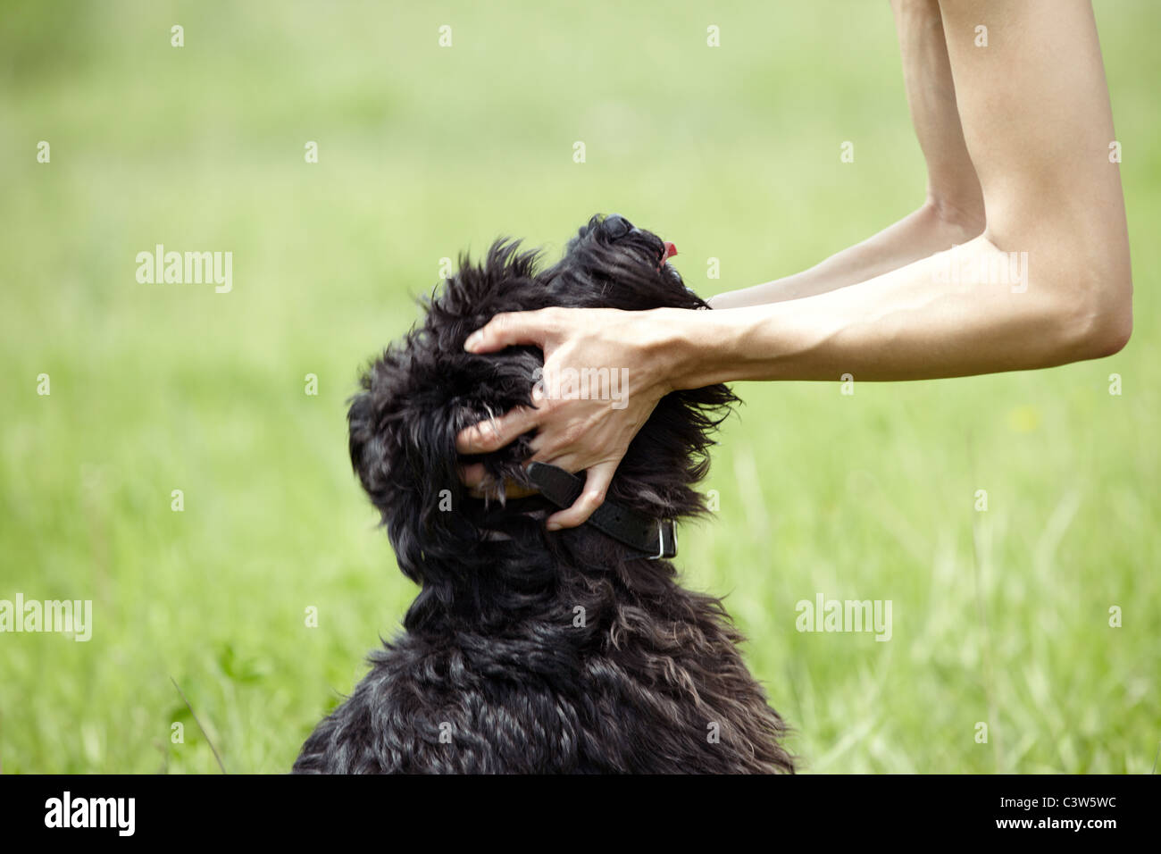 muzzle for miniature schnauzer