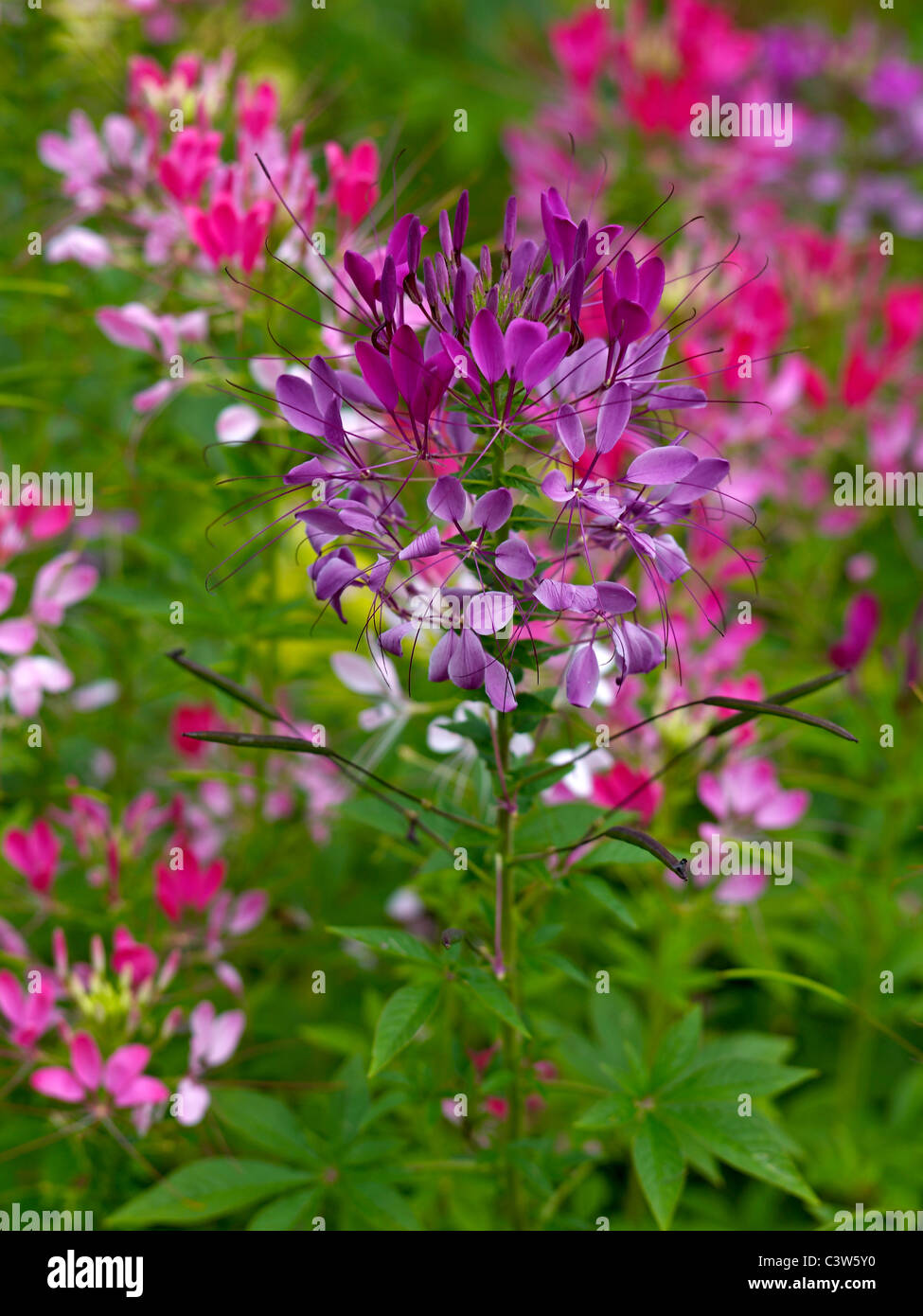 Cleome spinosa hires stock photography and images Alamy