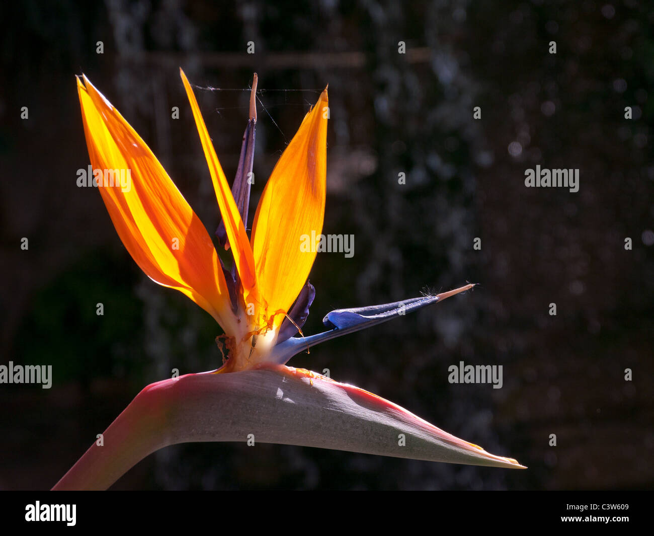 Bird of Paradise tropical plant in the tropical  glasshouse in the Royal Horticultural Society Gardens, Wisley, UK Stock Photo