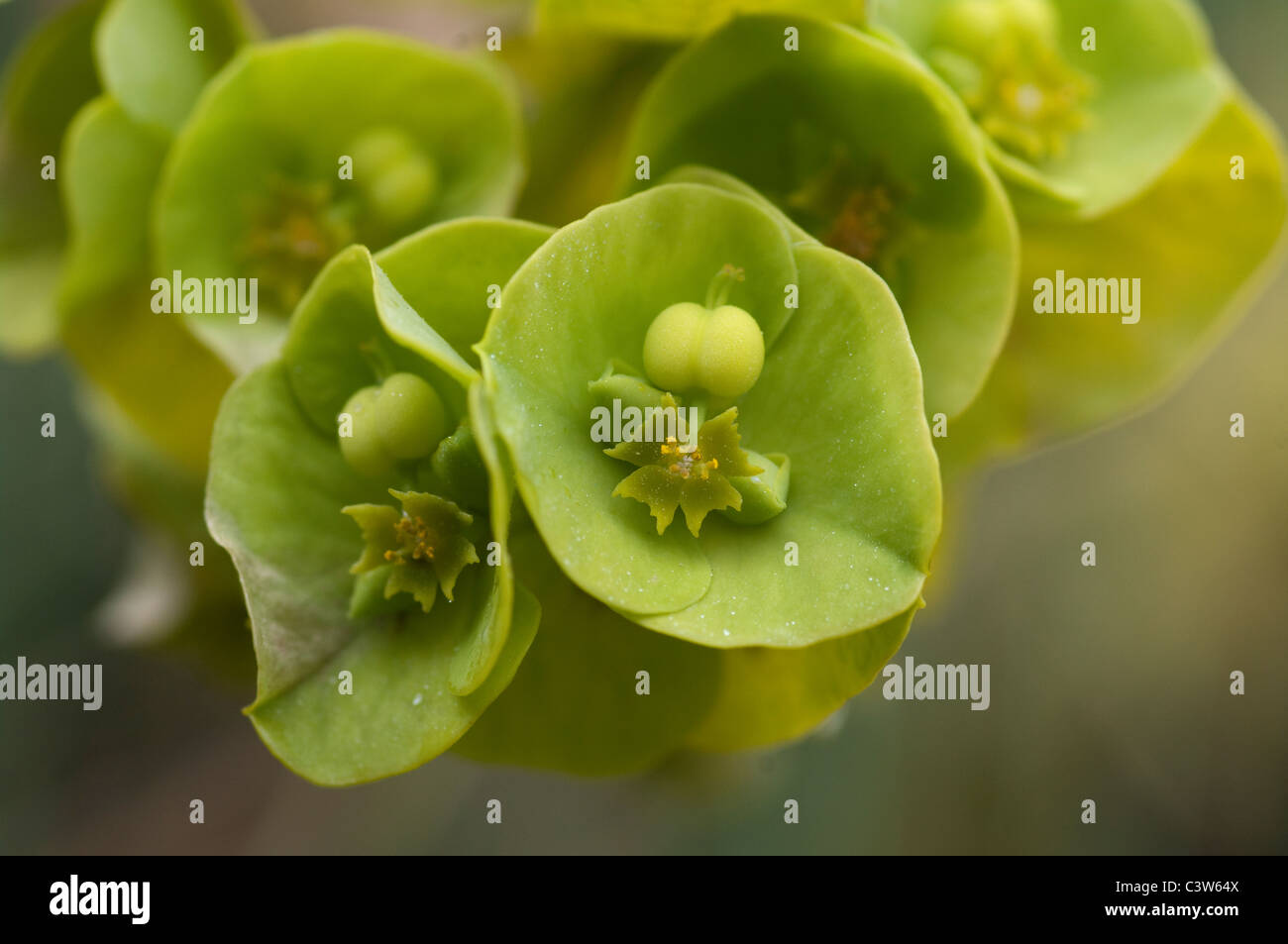 Close-up of Euphorbia azorica, an endemic flowering plant species found on the Azores Islands, Portugal. Stock Photo