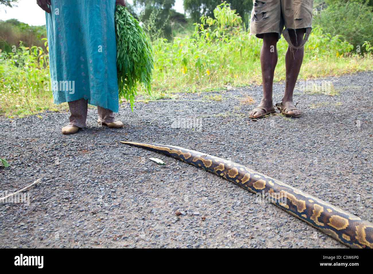 dead python snake, arba minch, ethiopia, africa Stock Photo - Alamy