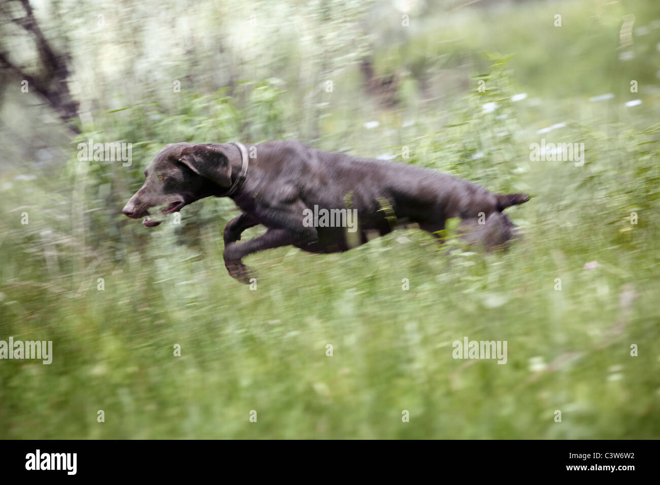 Young German short haired pointer running and jumping in the field ...