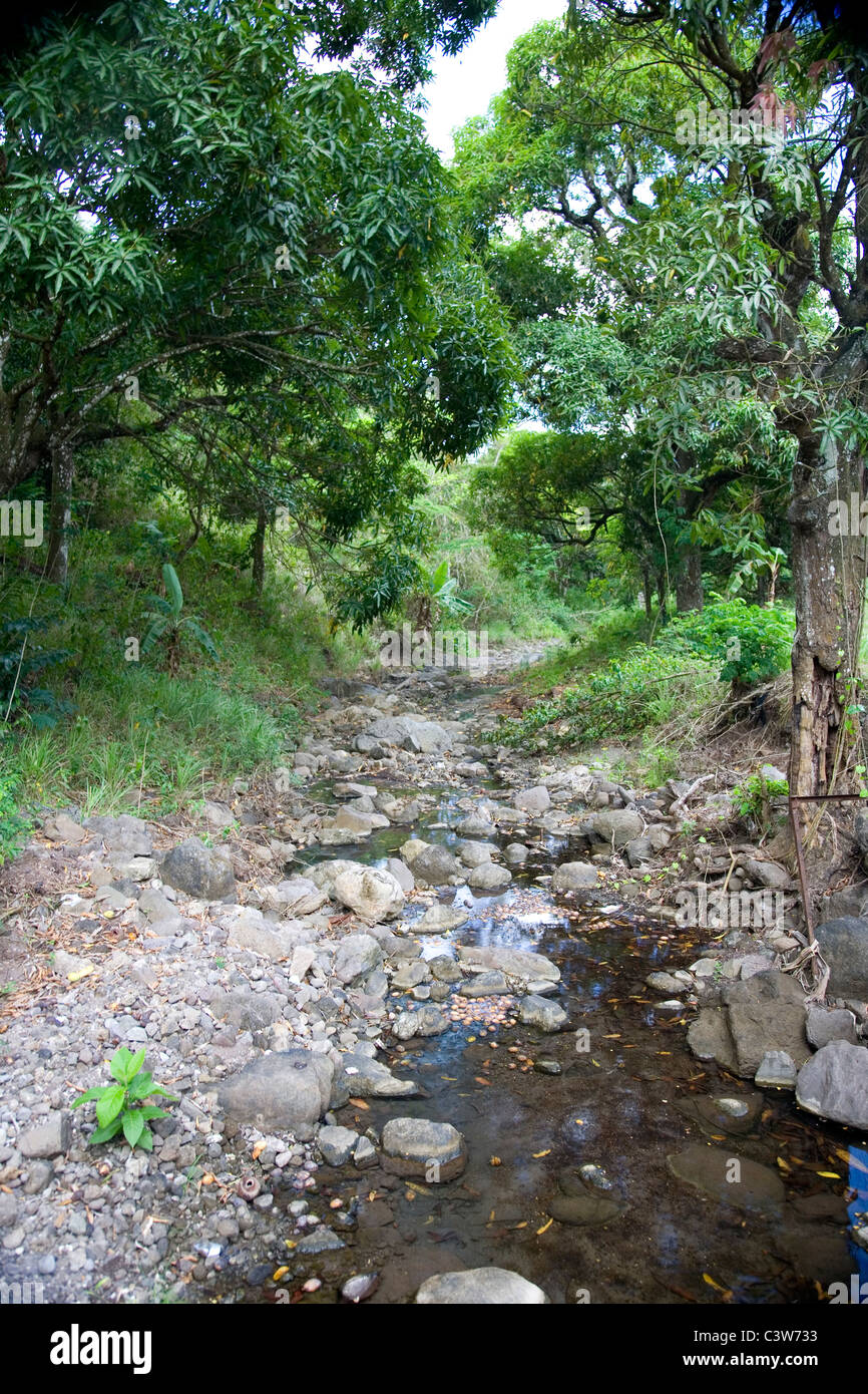 Fig Tree Drive woods with brook running through in Antigua Stock