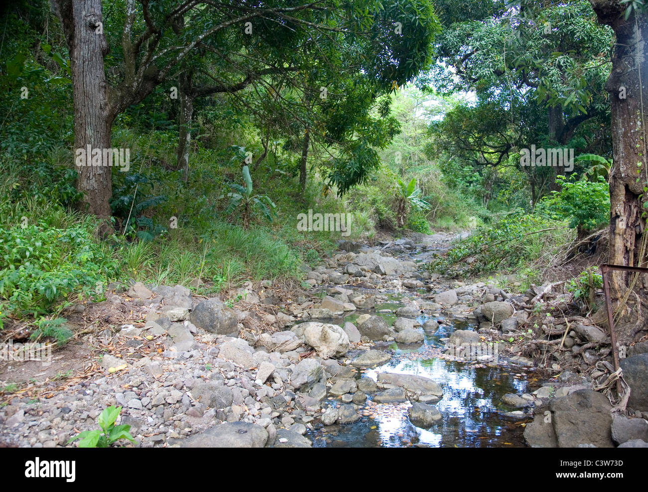 Fig Tree Drive woods with brook running through in Antigua Stock