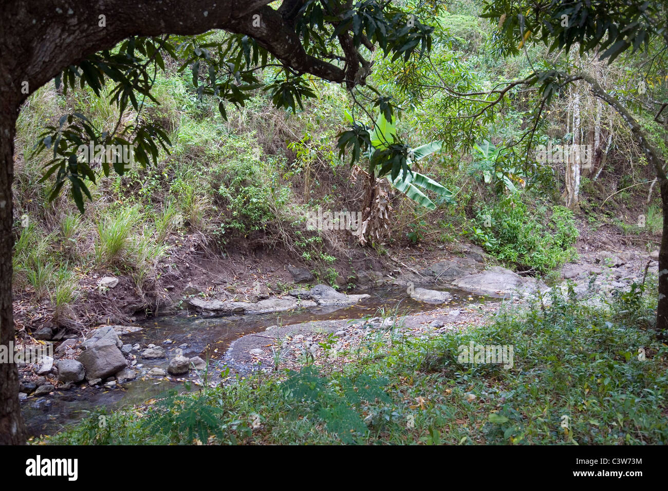 Fig tree drive antigua hi-res stock photography and images - Alamy