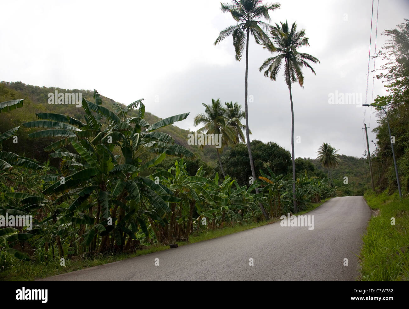 Fig tree drive antigua hi-res stock photography and images - Alamy