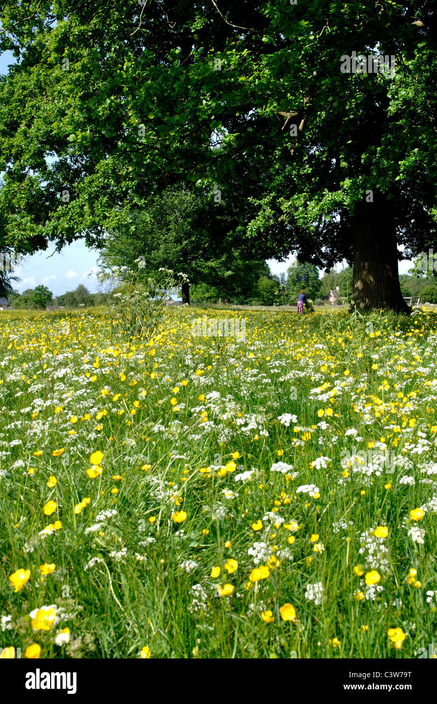 Wild flowers on Minchinhampton Common, Gloucestershire, England, UK
