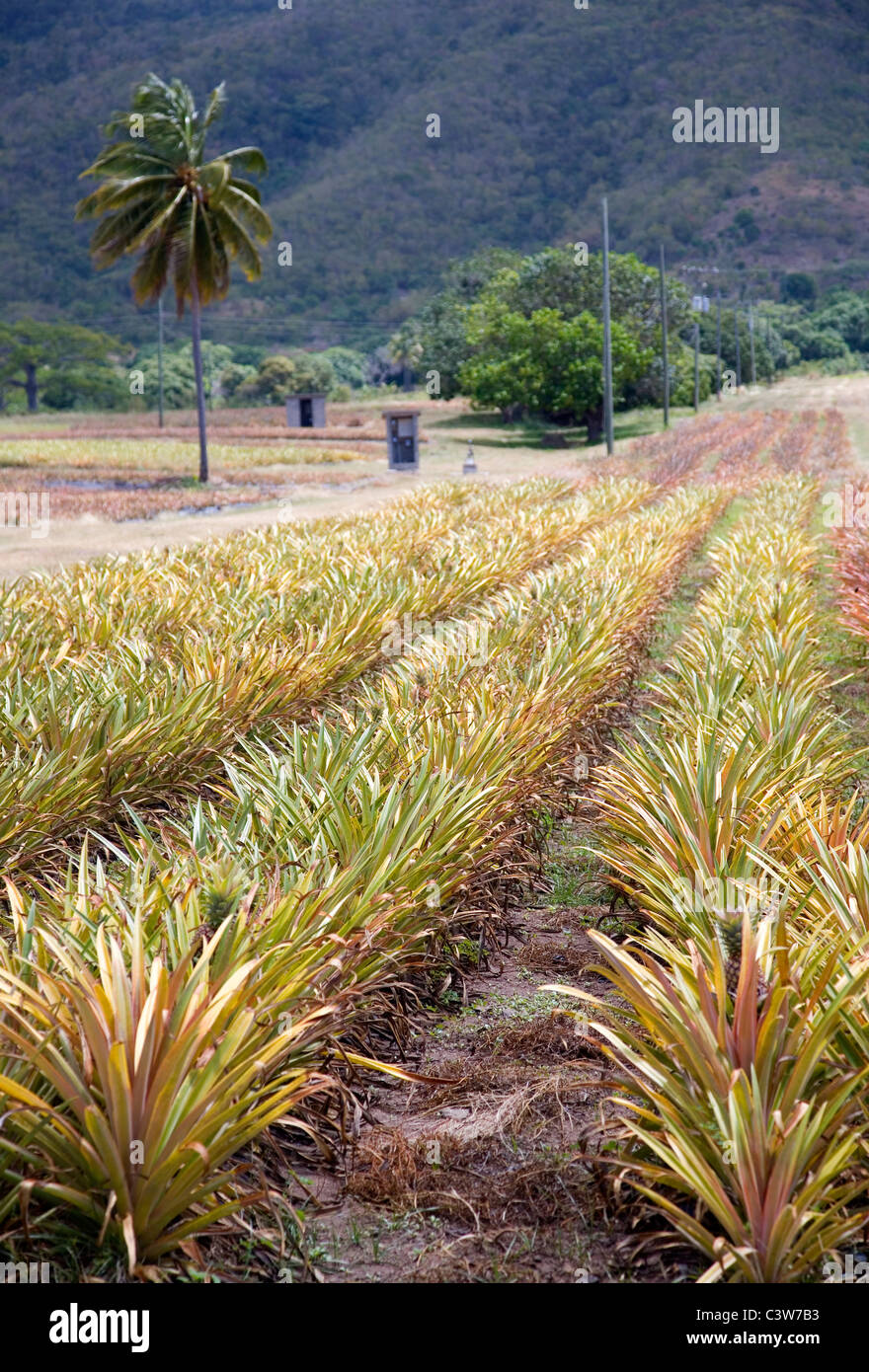 Pineapple Plantation at Cades Bay in Antigua Stock Photo Alamy