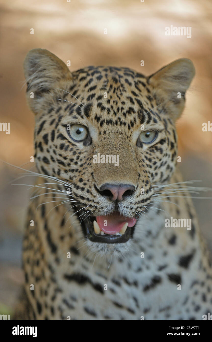 Close up of a leopards head in Ranthambhore tiger reserve Stock Photo