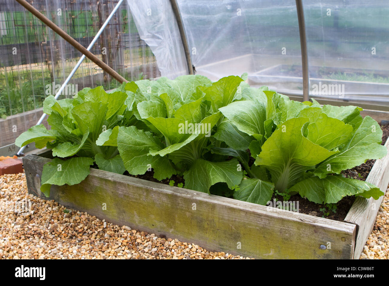 Homegrown leaf lettuce in a wooden above ground box in a backyard garden greenhouse. Stock Photo