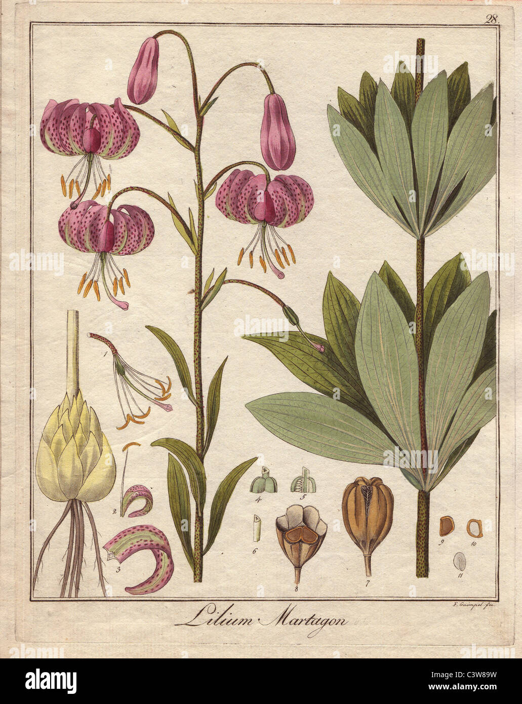Turk's cap lily, Lilium martagon Stock Photo
