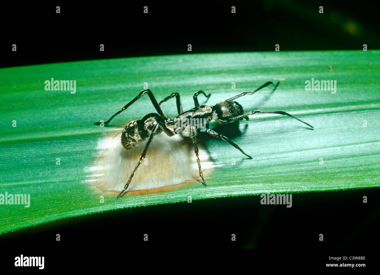 Ant-mimic spider (Myrmecium sp.: Clubionidae) female spinning her egg-sac on a leaf in rainforest, Costa Rica Stock Photo