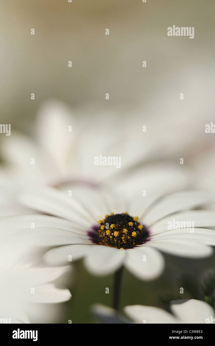 Close-up picture of a Cape rain daisy taken in South Africa. Stock Photo
