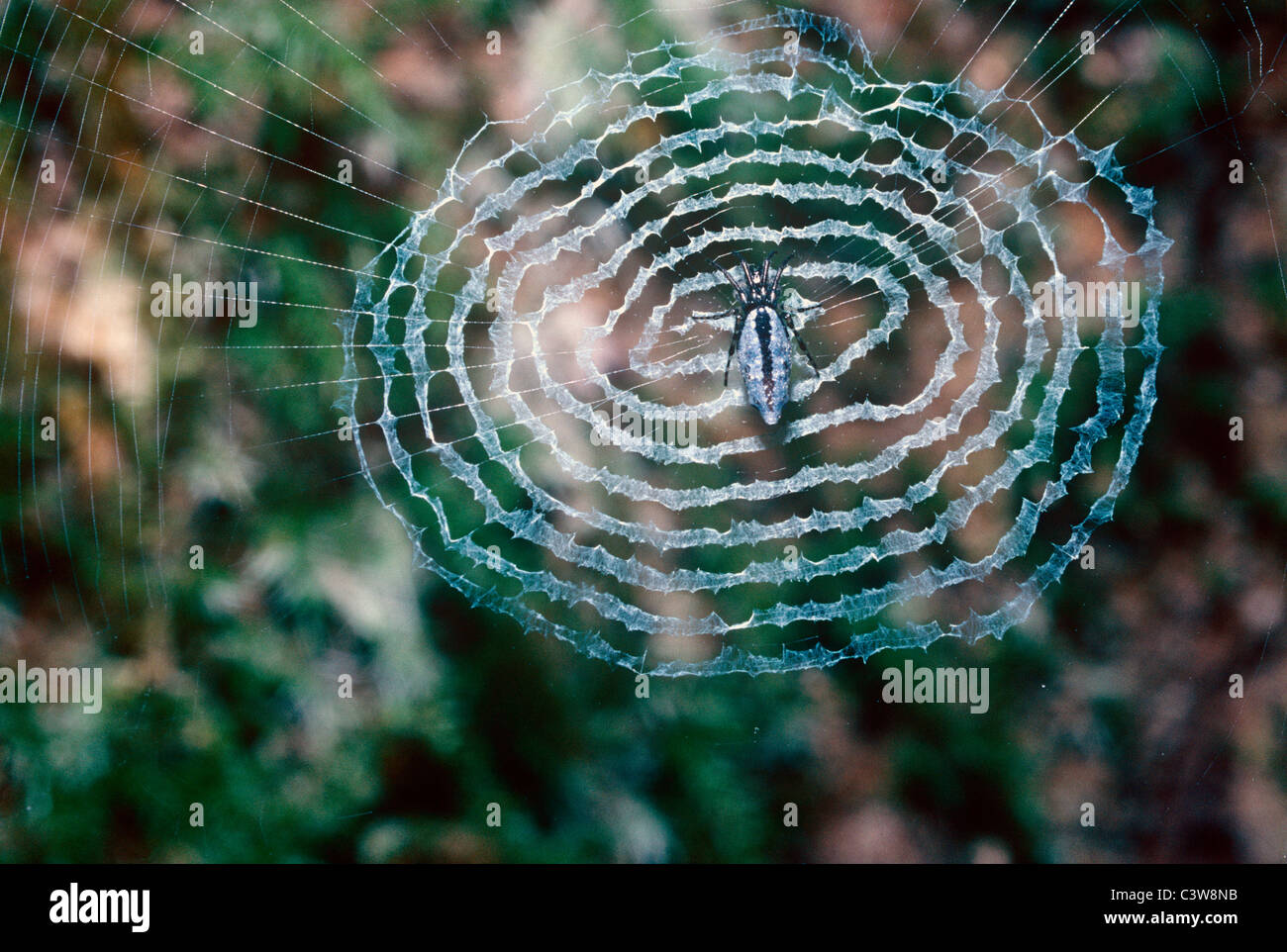 Variable decoy spider (Cyclosa insulana Araneidae) female on the