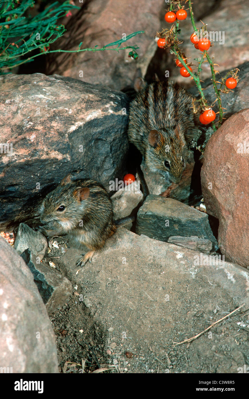 Fourstriped grass mouse/ Fourstriped grass rat (Rhabdomys pumilio