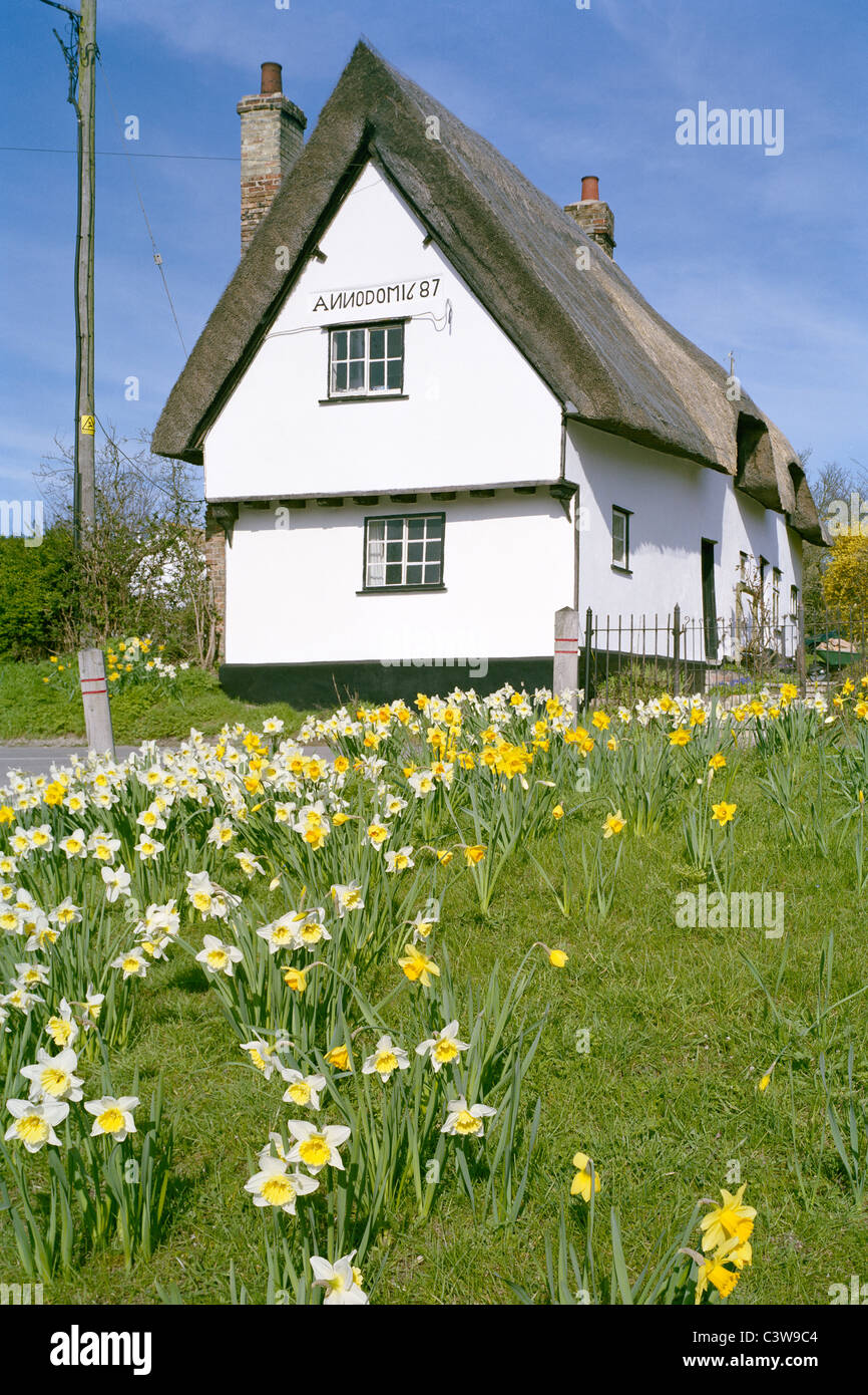 Thatched cottage dating from 1687 and daffodils Thriplow village