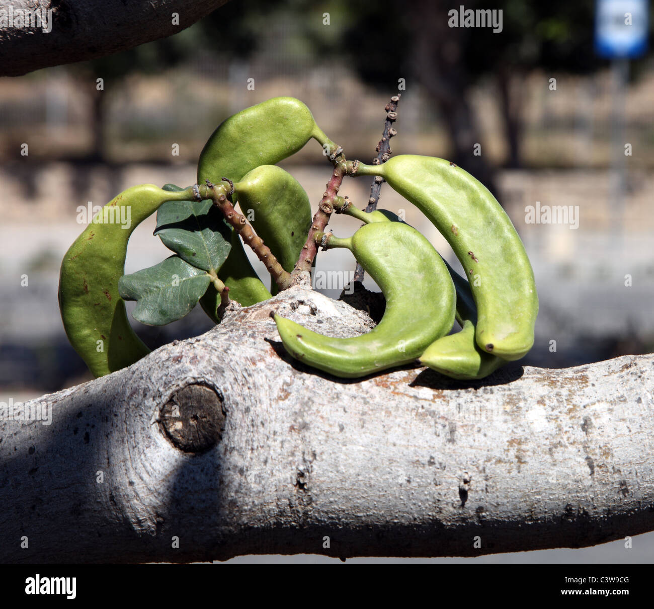 Carob pods, used as a chocolate substitute, gorwing in Amakas Peninsula, Cyprus Stock Photo