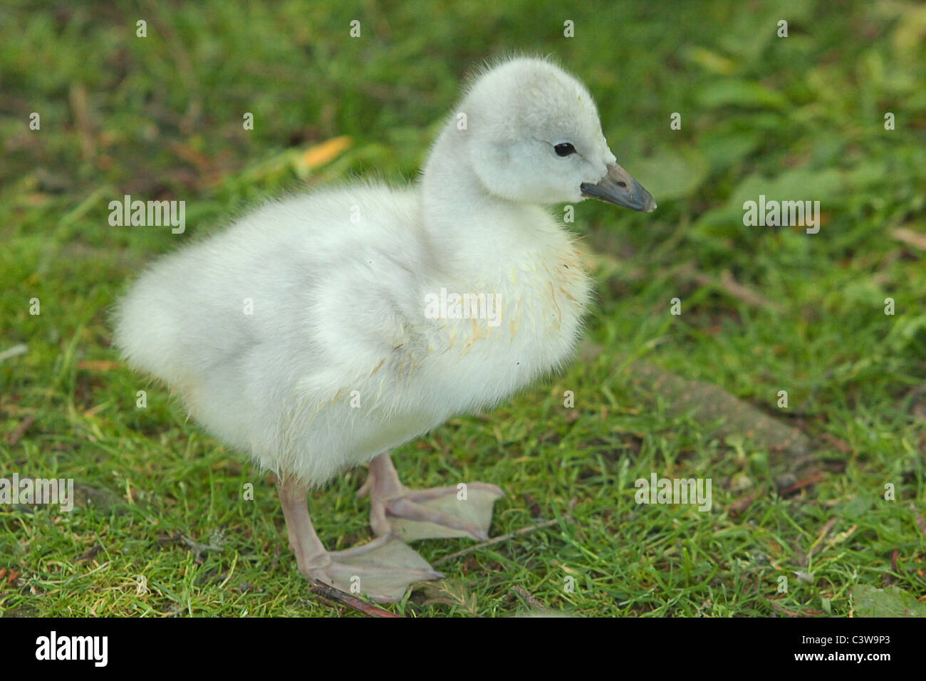 cute little signet standing on green grass Stock Photo