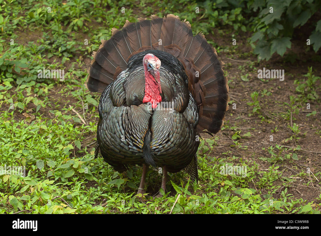 Male turkey displaying Stock Photo Alamy