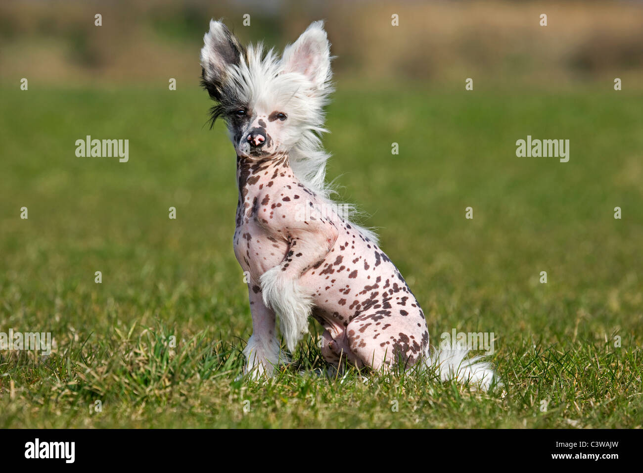 Chinese crested dog (Canis lupus familiaris) sitting in garden Stock Photo