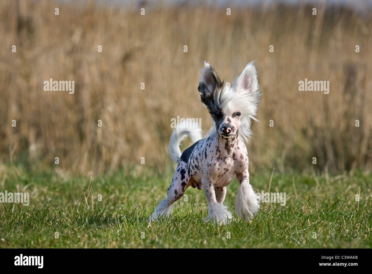 Chinese crested dog (Canis lupus familiaris) in field Stock Photo