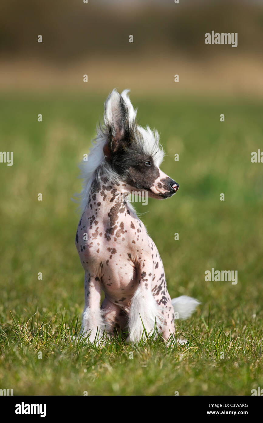 Chinese crested dog (Canis lupus familiaris) sitting in field Stock Photo