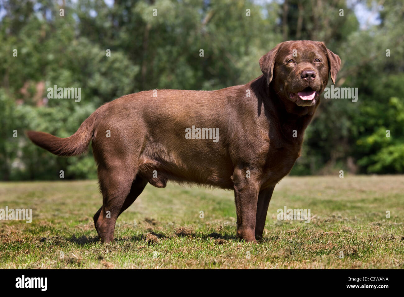 Labrador (Canis lupus familiaris) pup in garden Stock Photo - Alamy