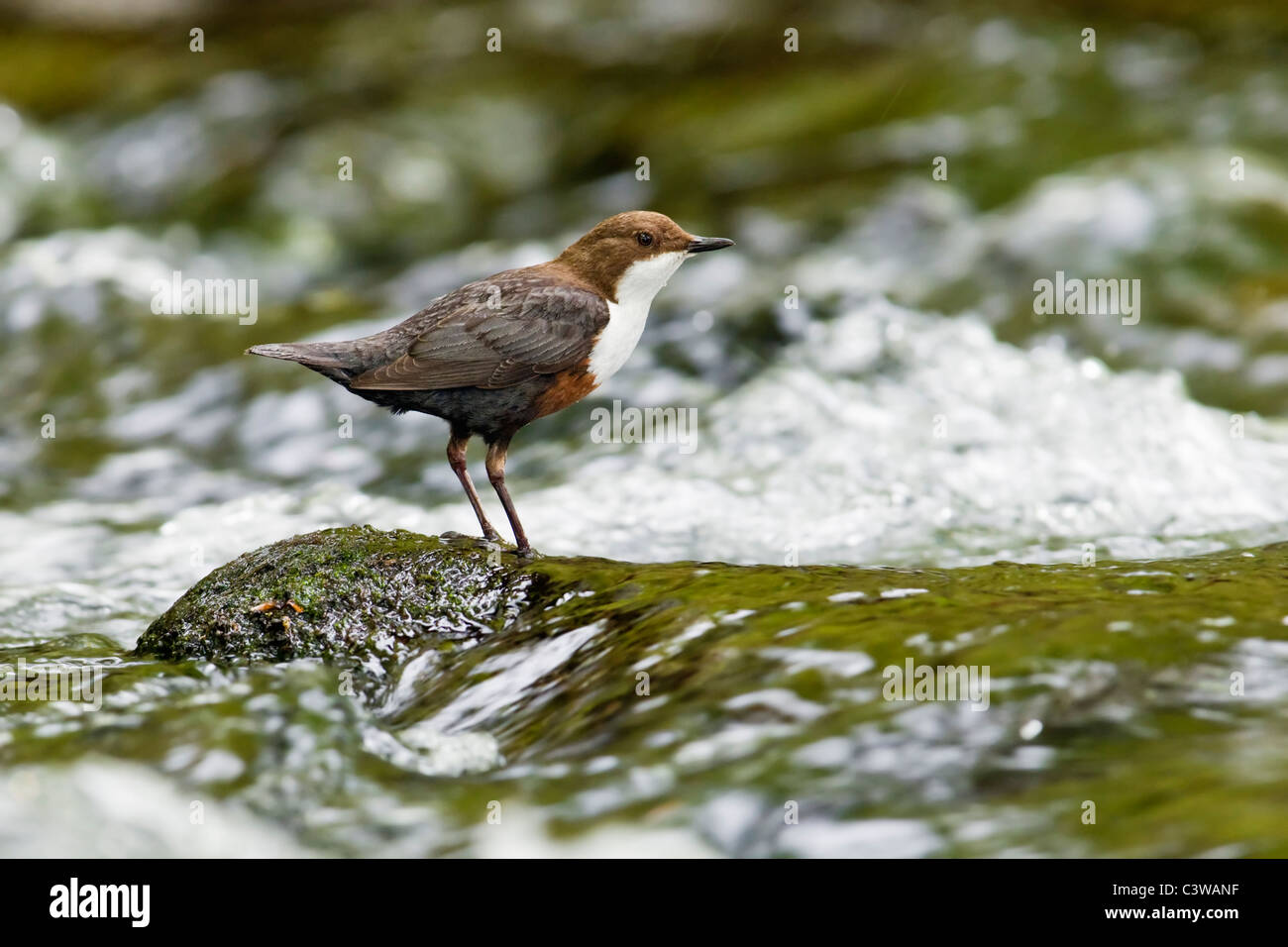 Dipper perched on rock in fast flowing river Stock Photo