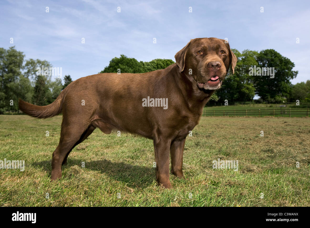 Labrador (Canis lupus familiaris) pup in garden Stock Photo - Alamy