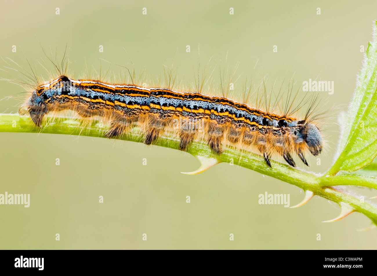 Lackey moth caterpillar Stock Photo