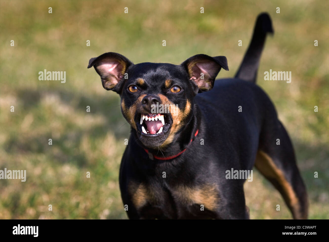 Manchester Terrier (Canis lupus familiaris) showing teeth while growling Stock Photo