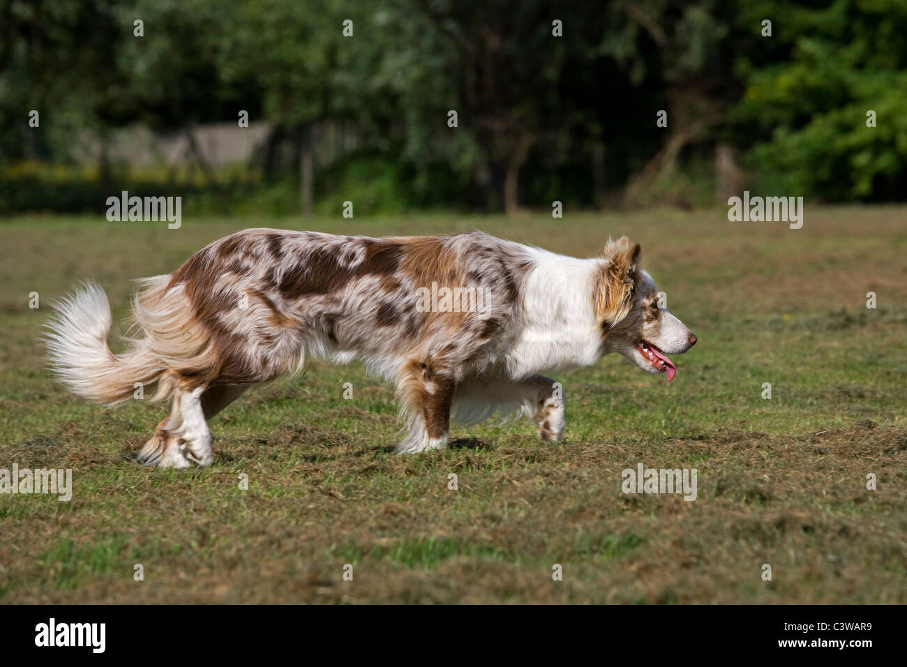Red border collie hi-res photography and images - Alamy
