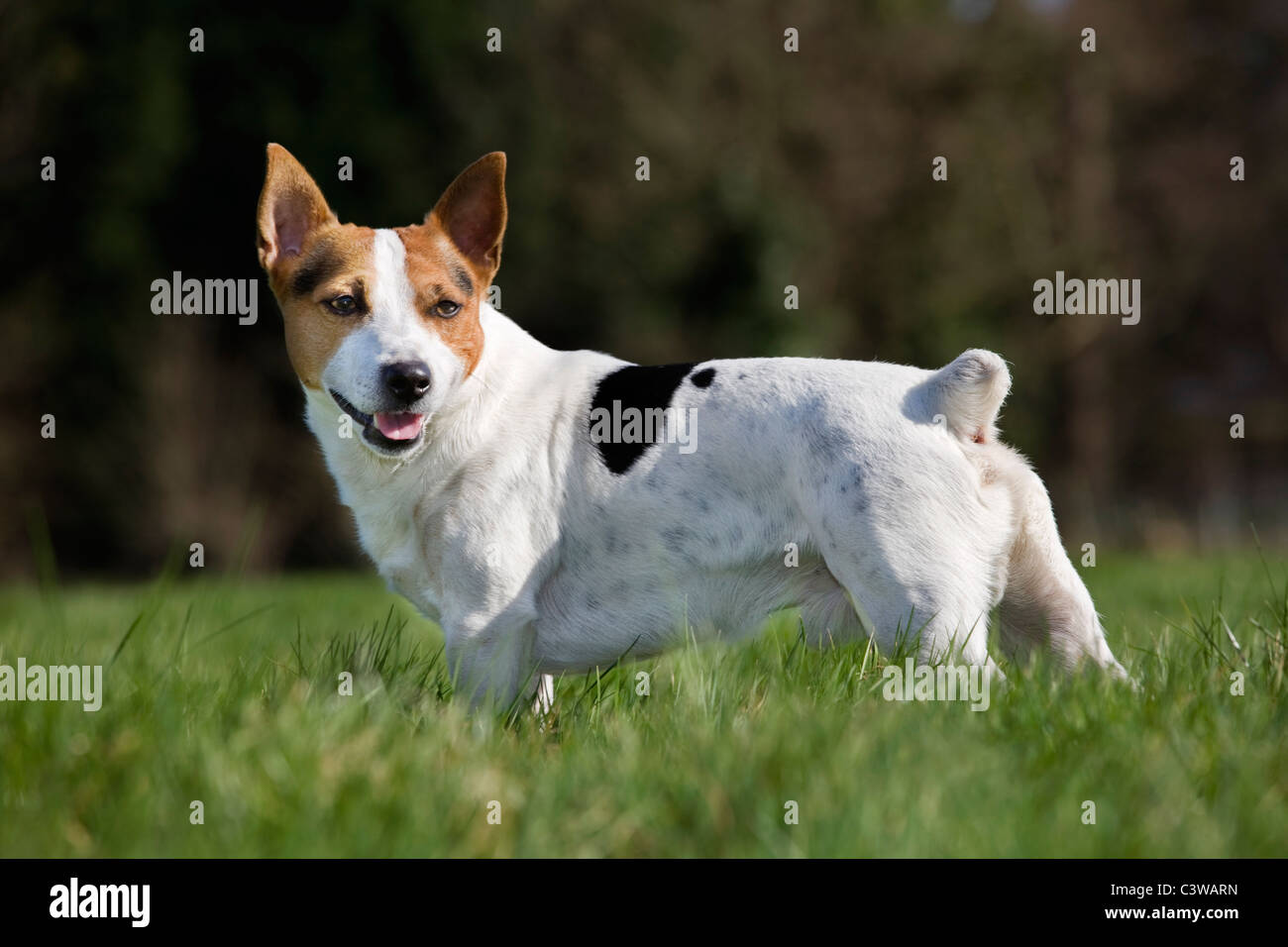 Smooth coated Jack Russell terrier (Canis lupus familiaris) in garden Stock Photo