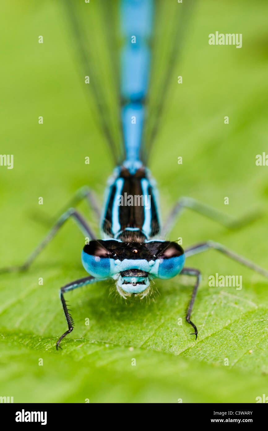 Common Blue Damselfly resting on a leaf Stock Photo - Alamy